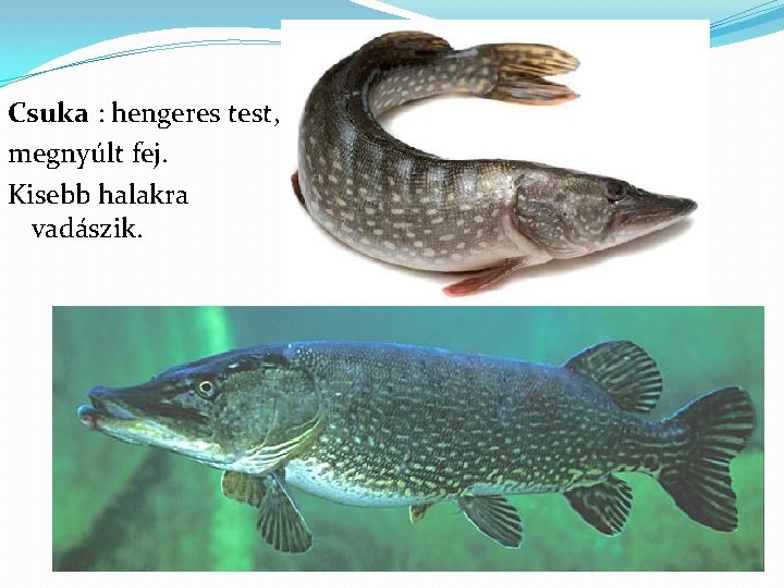 Csuka : hengeres test, megnyúlt fej. Kisebb halakra vadászik. 