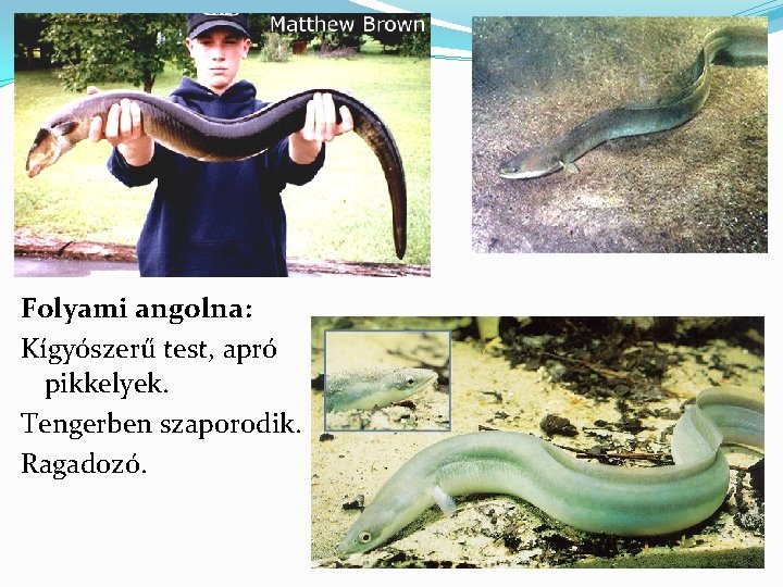 Folyami angolna: Kígyószerű test, apró pikkelyek. Tengerben szaporodik. Ragadozó. 