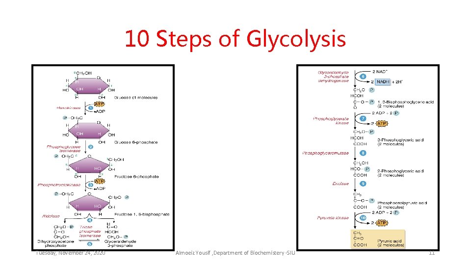 10 Steps of Glycolysis Tuesday, November 24, 2020 Almoeiz Yousif , Department of Biochemistery