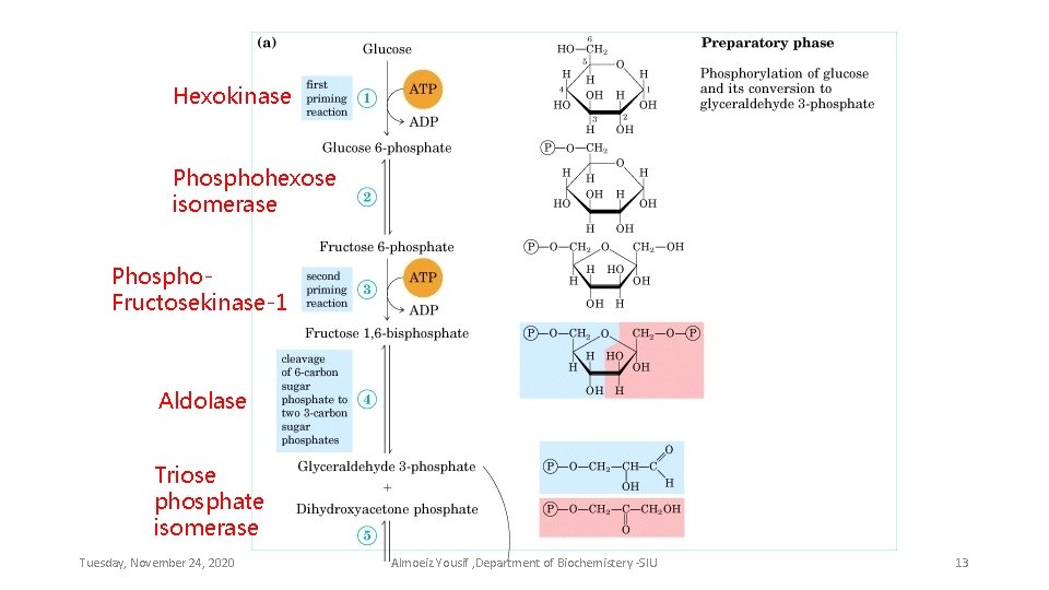 Hexokinase Phosphohexose isomerase Phospho. Fructosekinase-1 Aldolase Triose phosphate isomerase Tuesday, November 24, 2020 Almoeiz