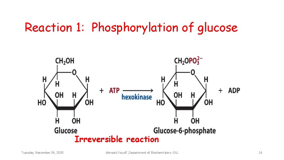 Reaction 1: Phosphorylation of glucose Irreversible reaction Tuesday, November 24, 2020 Almoeiz Yousif ,