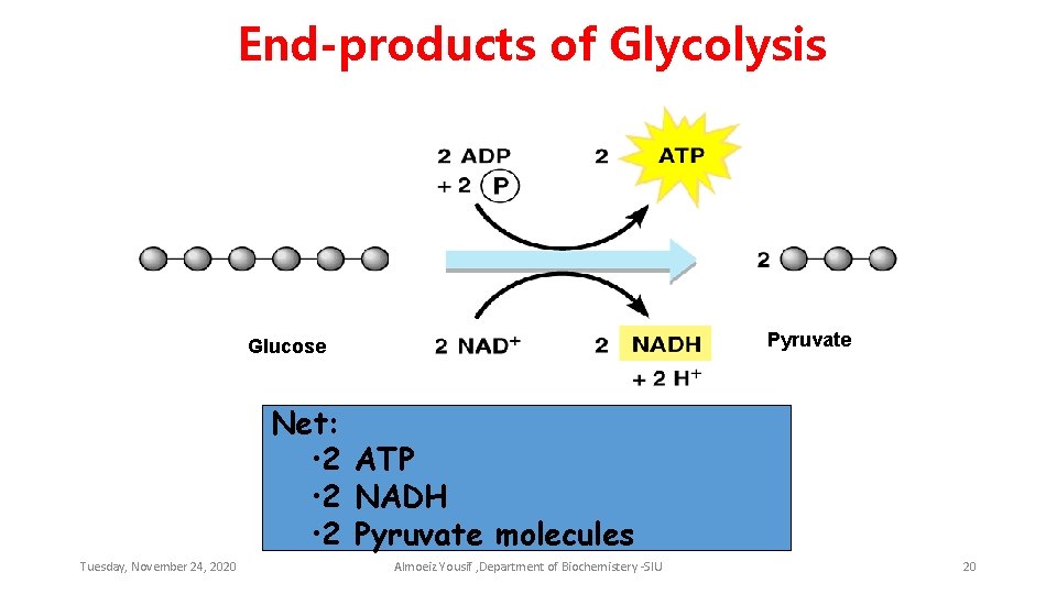 End-products of Glycolysis Pyruvate Glucose Net: • 2 ATP • 2 NADH • 2