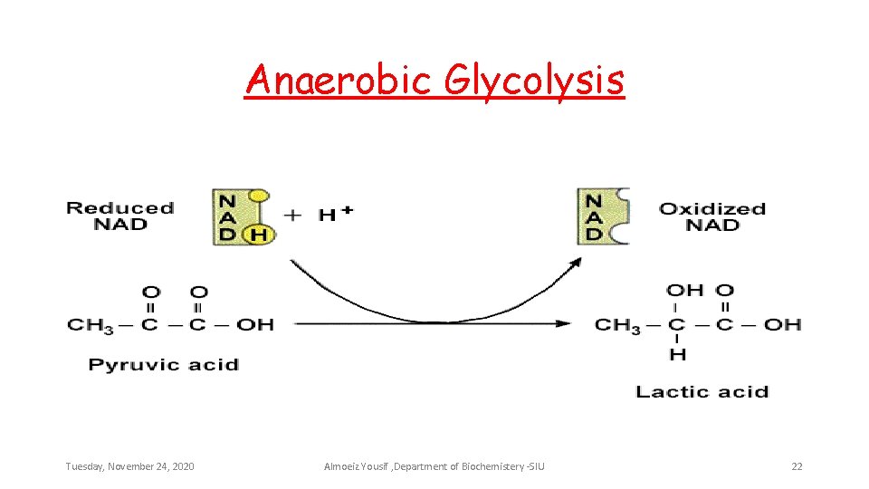 Anaerobic Glycolysis Tuesday, November 24, 2020 Almoeiz Yousif , Department of Biochemistery -SIU 22