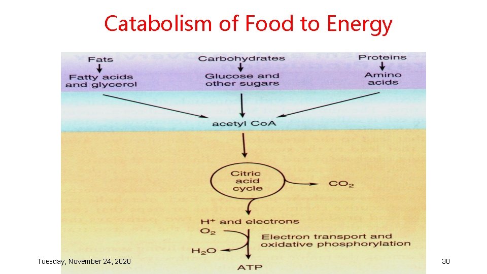 Catabolism of Food to Energy Tuesday, November 24, 2020 30 