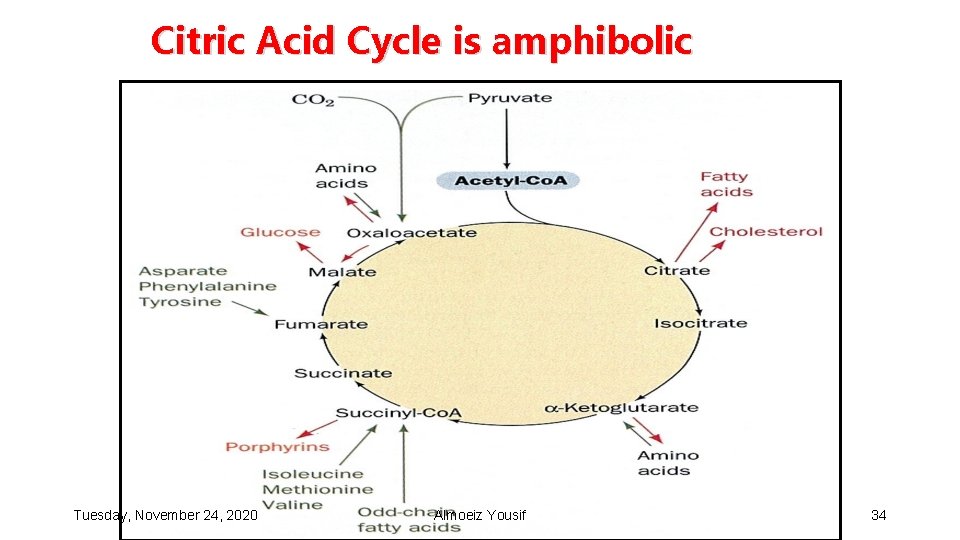 Citric Acid Cycle is amphibolic Tuesday, November 24, 2020 Almoeiz Yousif 34 