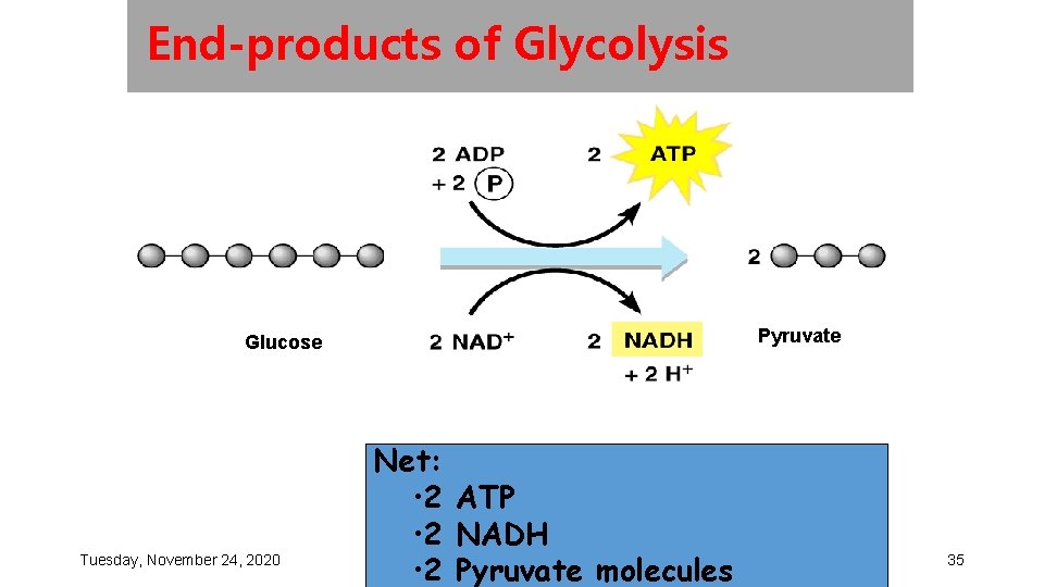 End-products of Glycolysis Pyruvate Glucose Tuesday, November 24, 2020 Net: • 2 ATP •