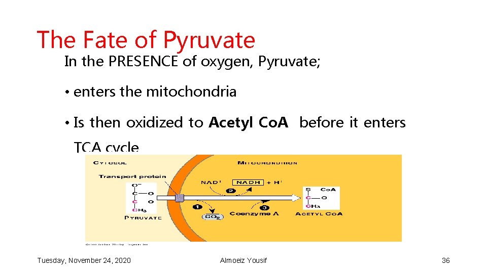 The Fate of Pyruvate In the PRESENCE of oxygen, Pyruvate; • enters the mitochondria