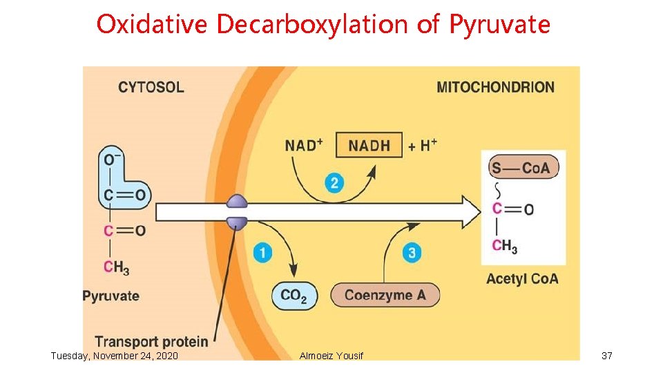 Oxidative Decarboxylation of Pyruvate Tuesday, November 24, 2020 Almoeiz Yousif 37 