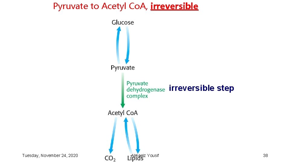 Pyruvate to Acetyl Co. A, irreversible step Tuesday, November 24, 2020 Almoeiz Yousif 38