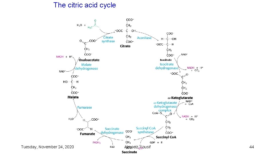The citric acid cycle Tuesday, November 24, 2020 Almoeiz Yousif 44 
