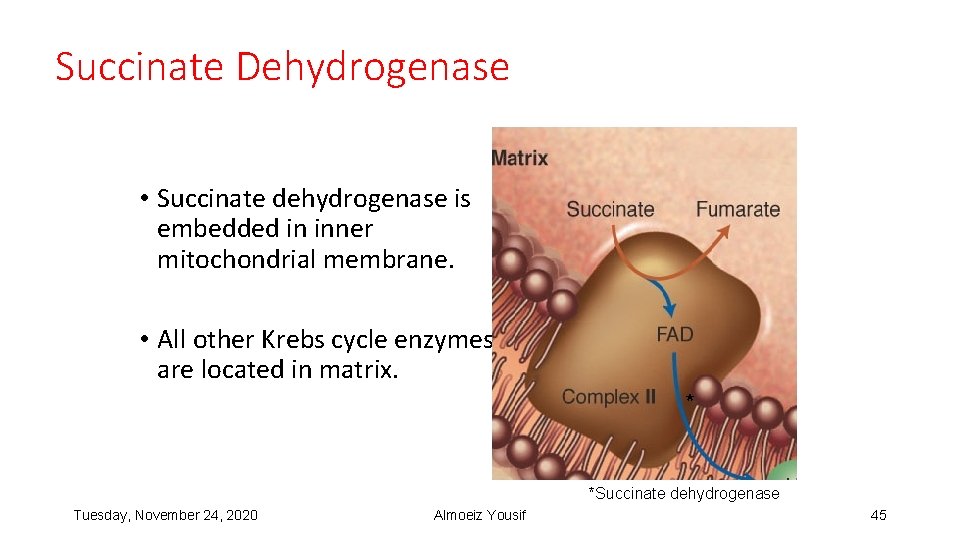 Succinate Dehydrogenase • Succinate dehydrogenase is embedded in inner mitochondrial membrane. • All other