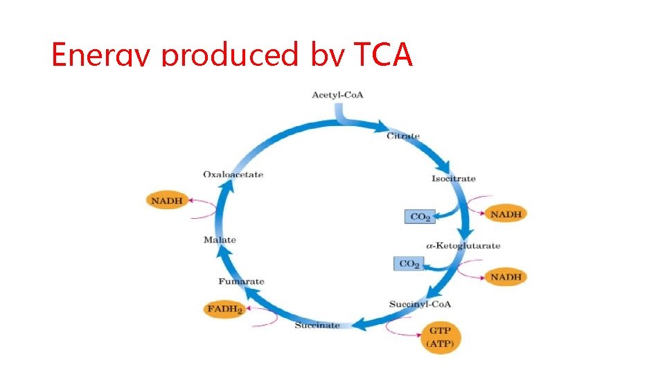 Energy produced by TCA 