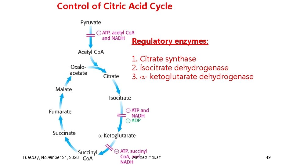 Control of Citric Acid Cycle Regulatory enzymes: 1. Citrate synthase 2. isocitrate dehydrogenase 3.