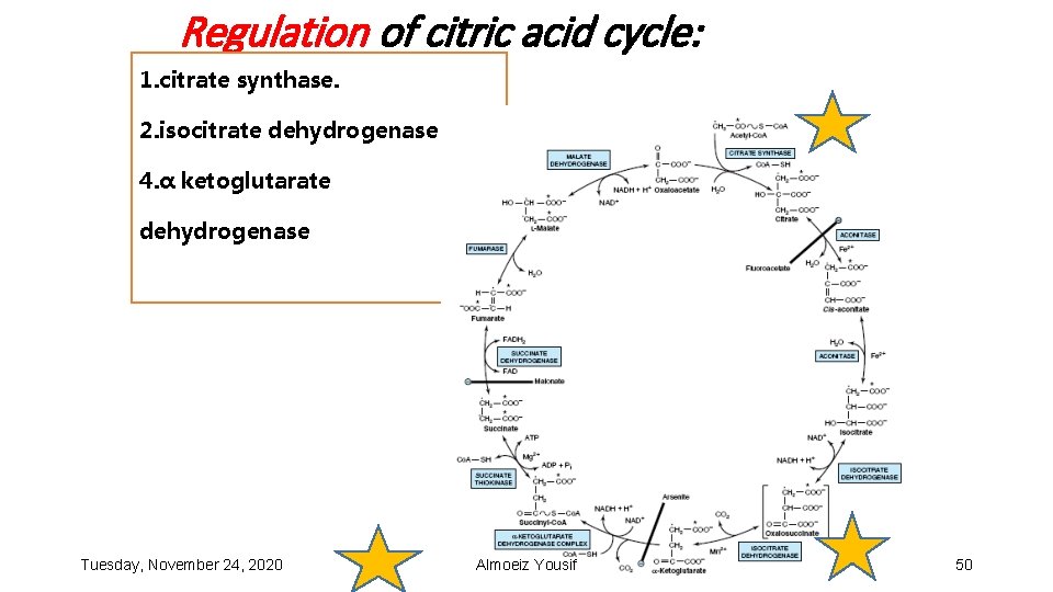 Regulation of citric acid cycle: 1. citrate synthase. 2. isocitrate dehydrogenase 4. α ketoglutarate