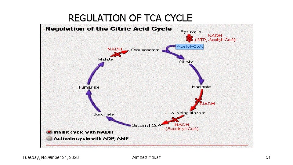 REGULATION OF TCA CYCLE Tuesday, November 24, 2020 Almoeiz Yousif 51 