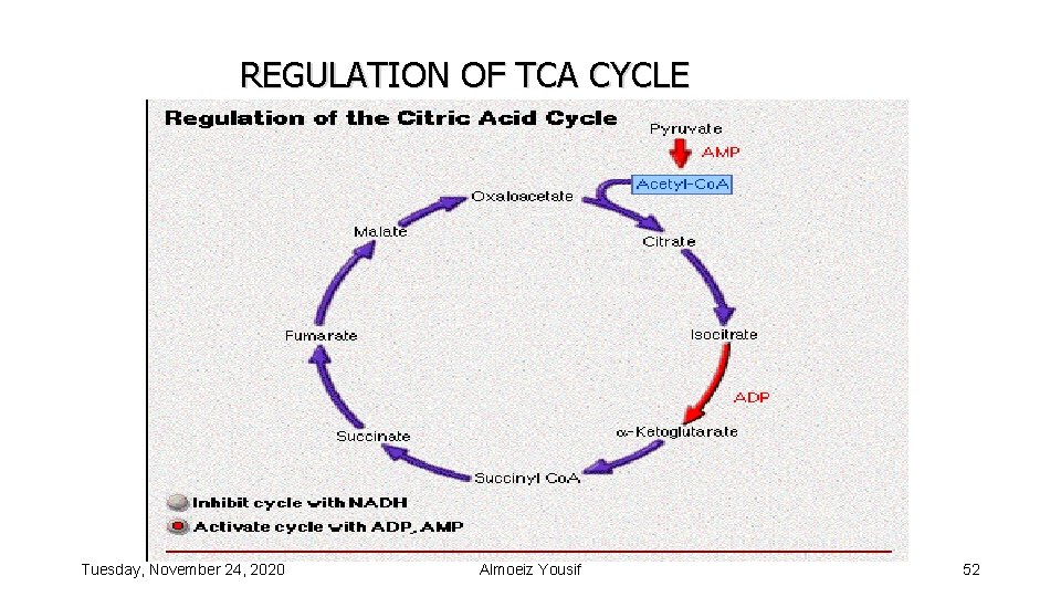 REGULATION OF TCA CYCLE Tuesday, November 24, 2020 Almoeiz Yousif 52 