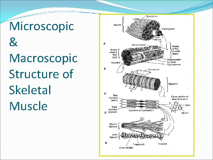 Microscopic & Macroscopic Structure of Skeletal Muscle 