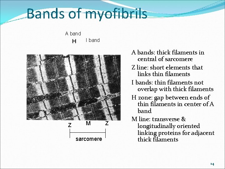 Bands of myofibrils A band H Z I band M sarcomere Z A bands: