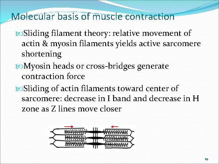 Molecular basis of muscle contraction Sliding filament theory: relative movement of actin & myosin
