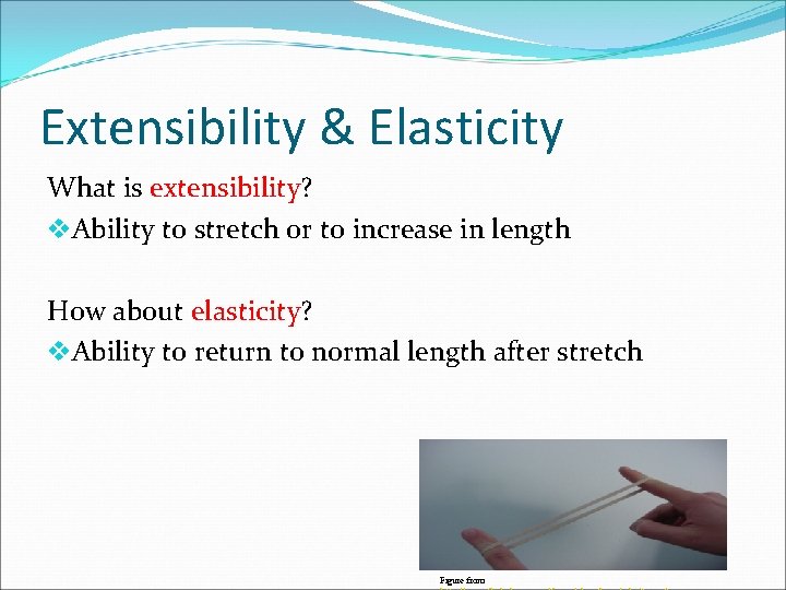 Extensibility & Elasticity What is extensibility? v. Ability to stretch or to increase in