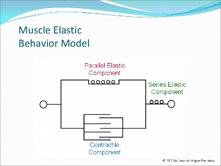 Muscle Elastic Behavior Model 