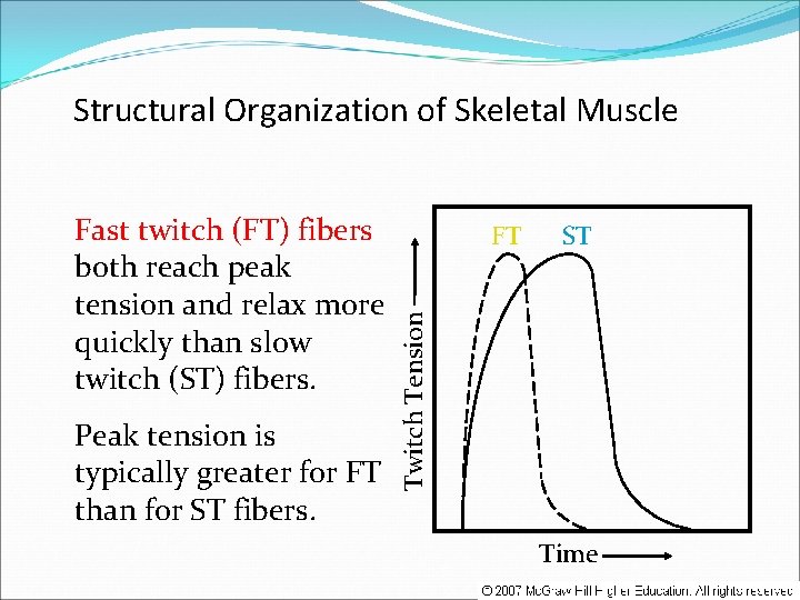 Structural Organization of Skeletal Muscle Peak tension is typically greater for FT than for