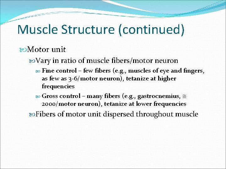 Muscle Structure (continued) Motor unit Vary in ratio of muscle fibers/motor neuron Fine control