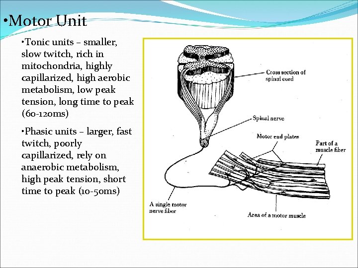  • Motor Unit • Tonic units – smaller, slow twitch, rich in mitochondria,