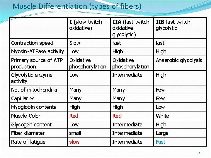 Muscle Differentiation (types of fibers) I (slow-twitch oxidative) IIA (fast-twitch oxidative glycolytic) IIB fast-twitch