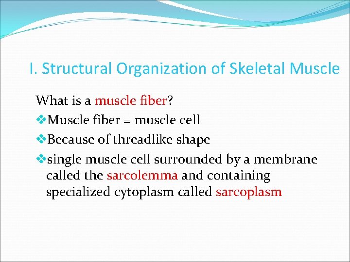 I. Structural Organization of Skeletal Muscle What is a muscle fiber? v. Muscle fiber