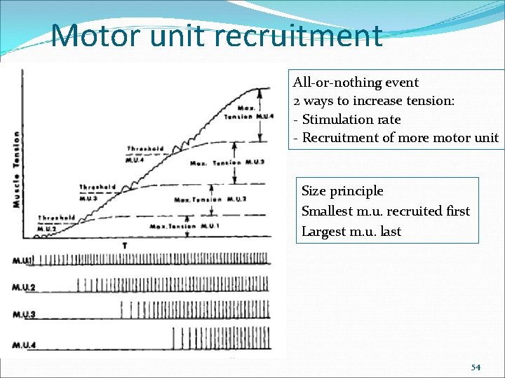 Motor unit recruitment All-or-nothing event 2 ways to increase tension: - Stimulation rate -
