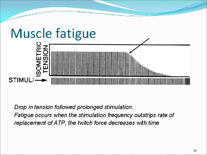 Muscle fatigue Drop in tension followed prolonged stimulation. Fatigue occurs when the stimulation frequency