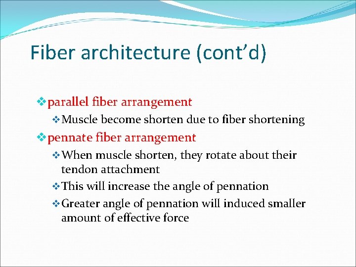 Fiber architecture (cont’d) vparallel fiber arrangement v Muscle become shorten due to fiber shortening