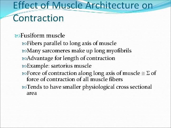 Effect of Muscle Architecture on Contraction Fusiform muscle Fibers parallel to long axis of