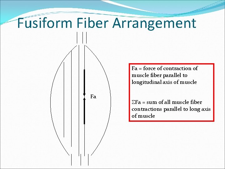 Fusiform Fiber Arrangement Fa = force of contraction of muscle fiber parallel to longitudinal