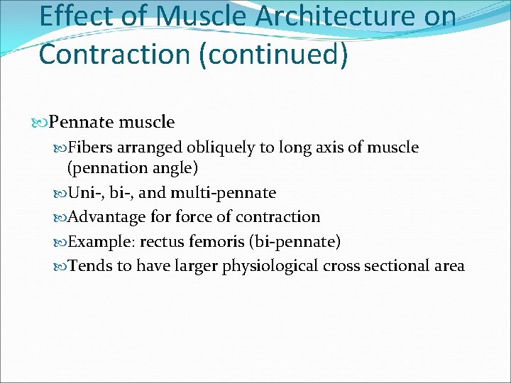 Effect of Muscle Architecture on Contraction (continued) Pennate muscle Fibers arranged obliquely to long