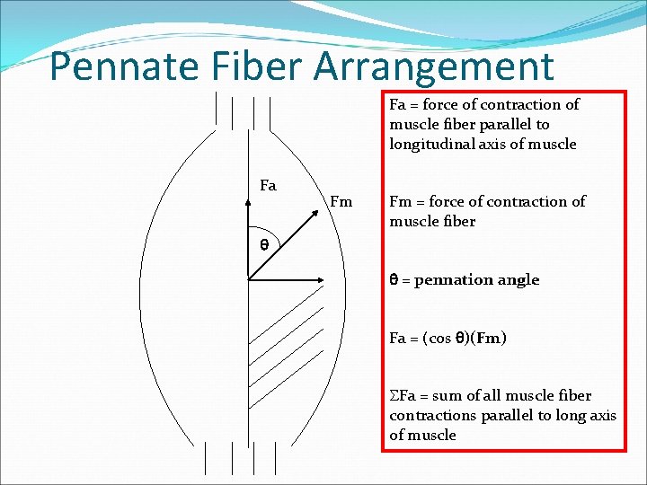 Pennate Fiber Arrangement Fa = force of contraction of muscle fiber parallel to longitudinal