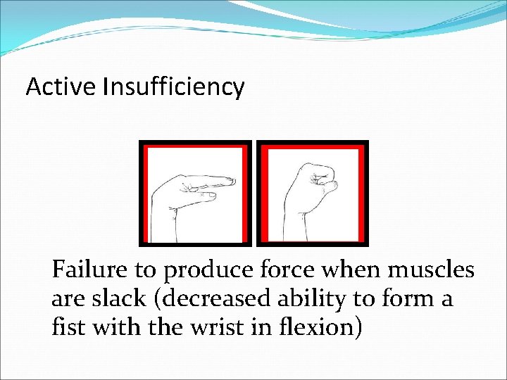 Active Insufficiency Failure to produce force when muscles are slack (decreased ability to form