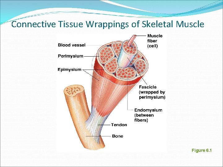 Connective Tissue Wrappings of Skeletal Muscle Figure 6. 1 