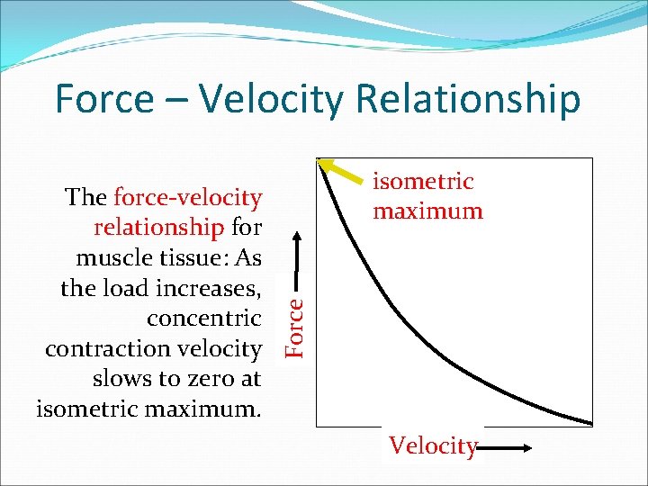 Force – Velocity Relationship Force The force-velocity relationship for muscle tissue: As the load