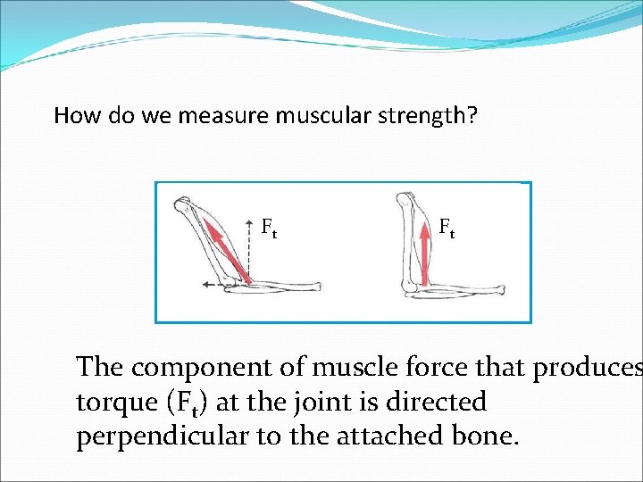 How do we measure muscular strength? Ft Ft The component of muscle force that