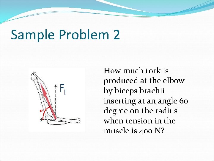 Sample Problem 2 α How much tork is produced at the elbow by biceps