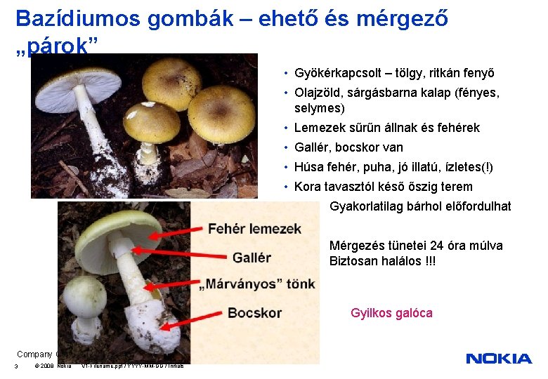 Bazídiumos gombák – ehető és mérgező „párok” • Gyökérkapcsolt – tölgy, ritkán fenyő •