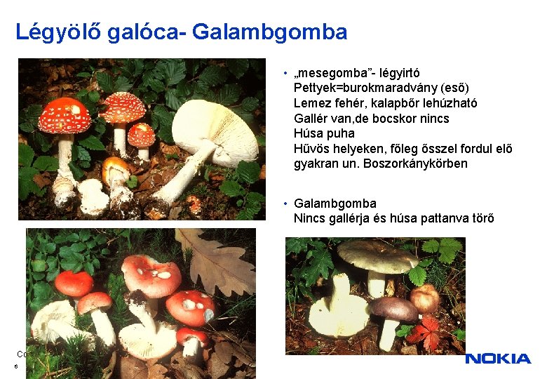 Légyölő galóca- Galambgomba • „mesegomba”- légyirtó Pettyek=burokmaradvány (eső) Lemez fehér, kalapbőr lehúzható Gallér van,