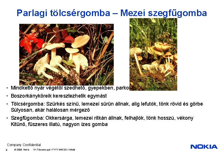 Parlagi tölcsérgomba – Mezei szegfűgomba • Mindkettő nyár végétől szedhető, gyepekben, parkok fűvében is