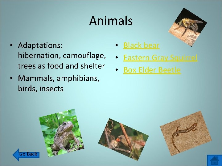 Animals • Adaptations: hibernation, camouflage, trees as food and shelter • Mammals, amphibians, birds,