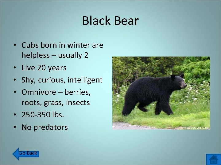 Black Bear • Cubs born in winter are helpless – usually 2 • Live