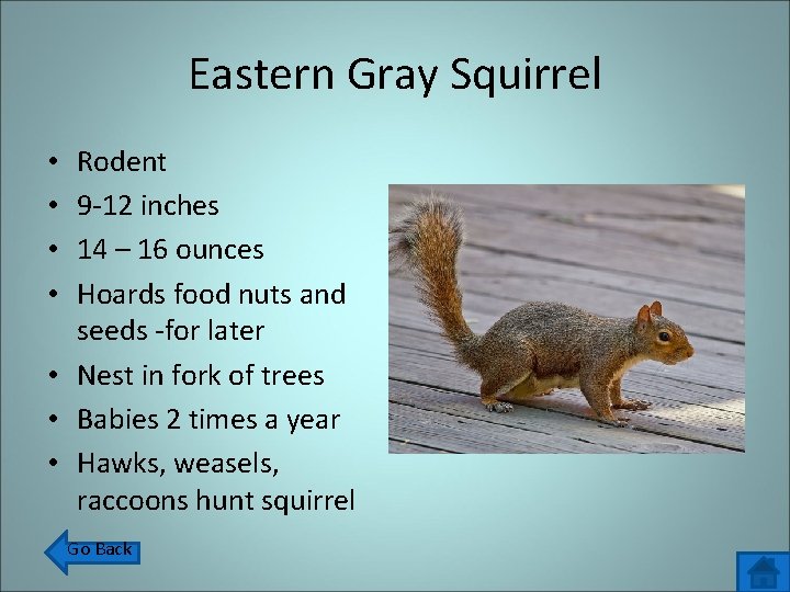 Eastern Gray Squirrel Rodent 9 -12 inches 14 – 16 ounces Hoards food nuts