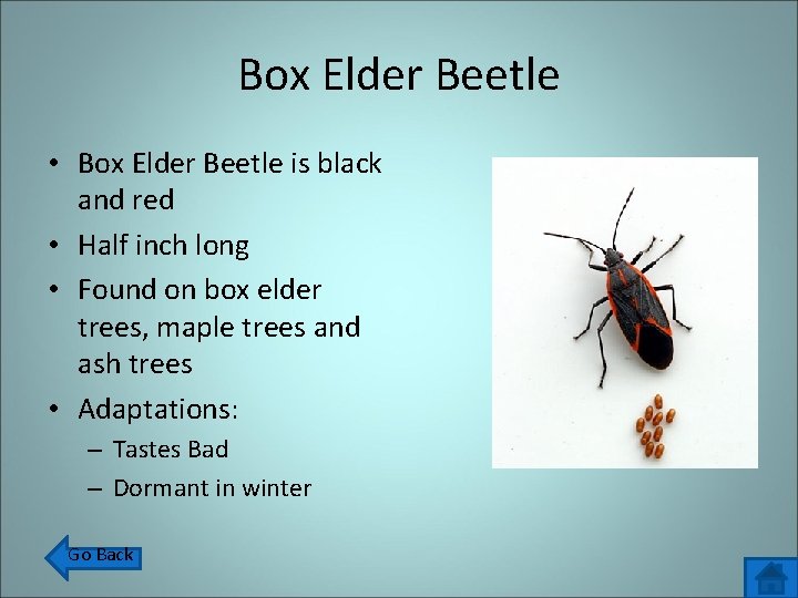 Box Elder Beetle • Box Elder Beetle is black and red • Half inch