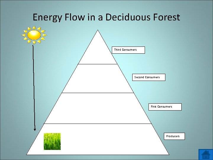 Energy Flow in a Deciduous Forest Third Consumers Second Consumers First Consumers Producers 